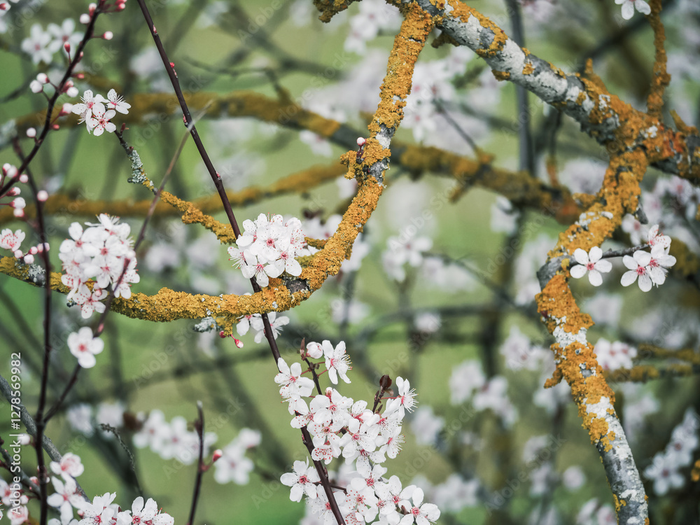 Naklejka premium Blossoming cherry trees with vibrant lichen-covered branches in springtime