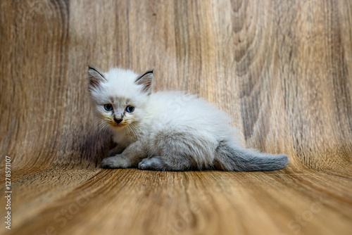 himalayan kitten with blue eyes play with toys