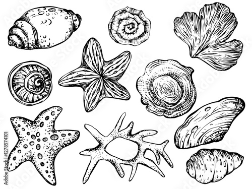 Seashells and starfish vector clipart on isolated background. Linear Nautical Bundle with corals, Sea Shells for wrapping paper or textile design. Collection Marine Elements for design for icon, logo.