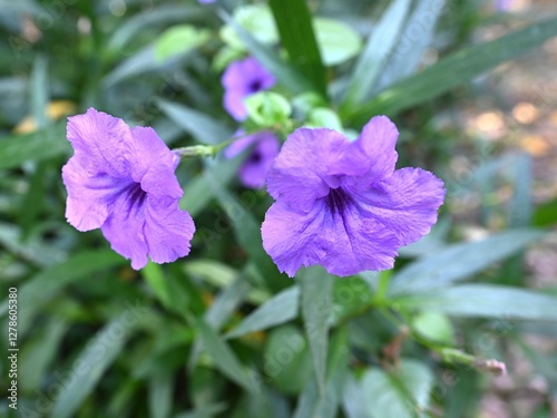 Close-up of Purple Ruellia Flowers with Green Foliage