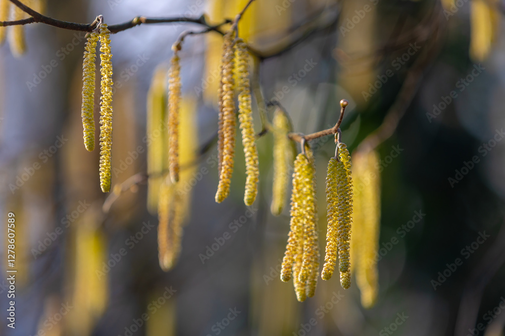 Selective focus of Corylus avellana flower on the tree with sunlight in the afternoon, The common hazel is a species of flowering plant in the birch family Betulaceae, Nature floral pattern background Selective focus of Corylus avellana flower on the tree with sunlight in the afternoon, The common hazel is a species of flowering plant in the birch family Betulaceae, Nature floral pattern background