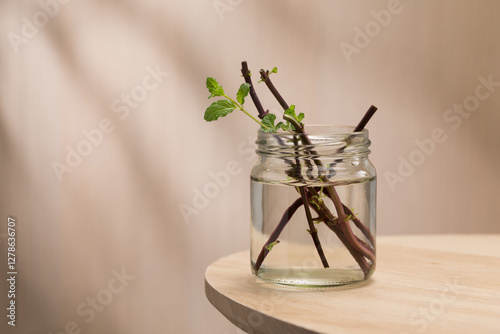 A sprig of mint, propagated in a recycled glass jar.