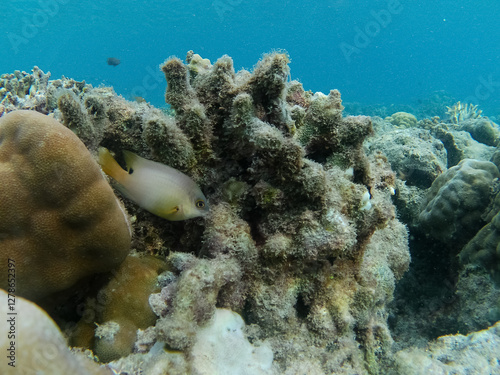 A fish from the damselfish family is taking refuge in a coral reef on the seabed