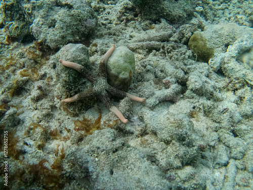 Starfish are attached to coral reefs close to young seahorses on the seabed