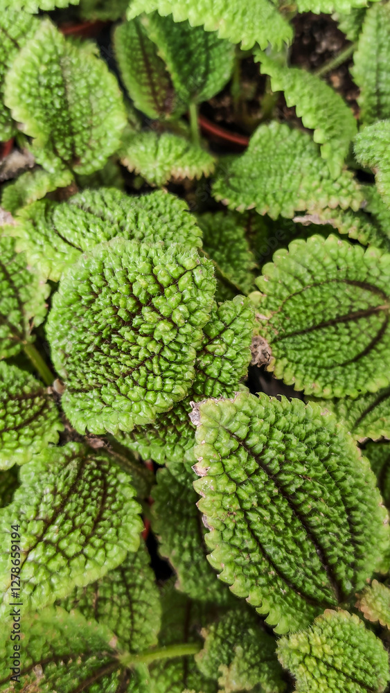 Textured Green Swedish Ivy Leaves Close-up for Natural Design Background Textured Green Swedish Ivy Leaves Close-up for Natural Design Background