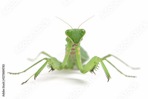 a Hierodula membranacea mantis isolated on black background, A green praying mantis was cleaning its hands on isolated background photo