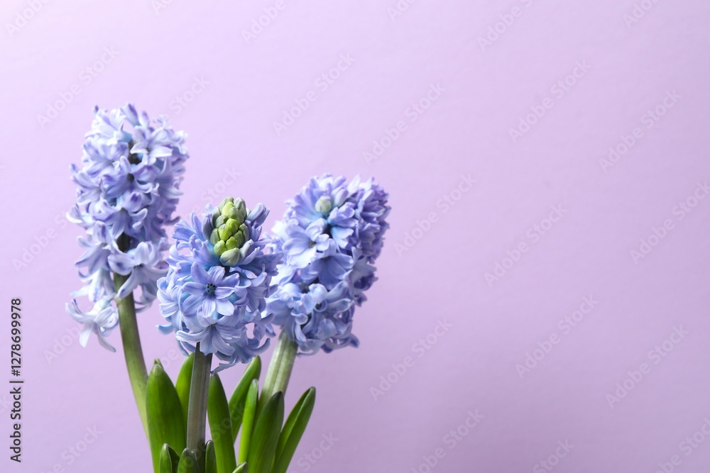 Fototapeta premium Beautiful hyacinth on a color background