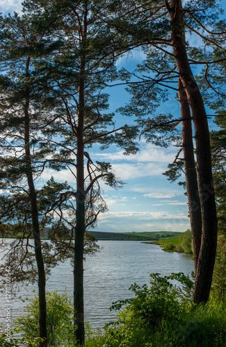 beautiful shore with tall pine trees and a pond