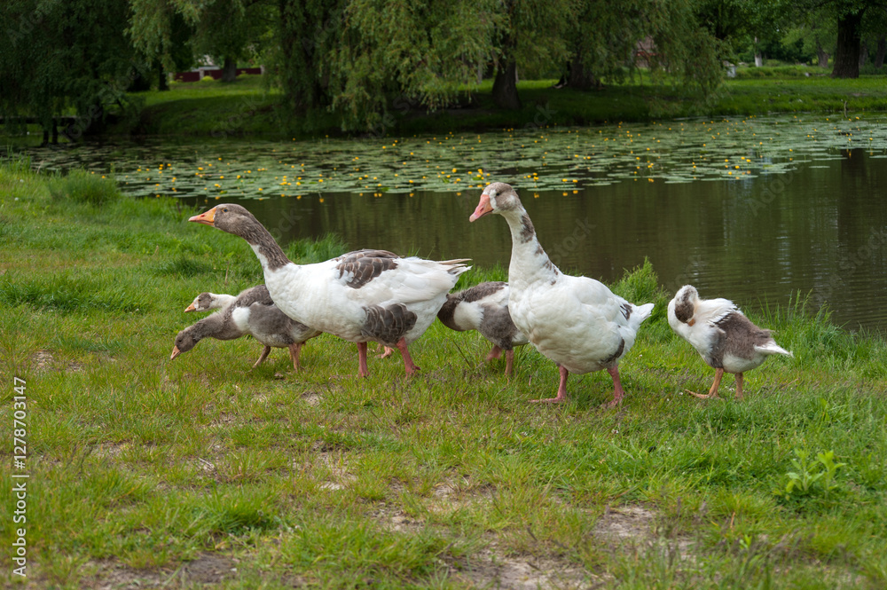 young domestic geese with their parents emerge from the water onto the grassy shore young domestic geese with their parents emerge from the water onto the grassy shore