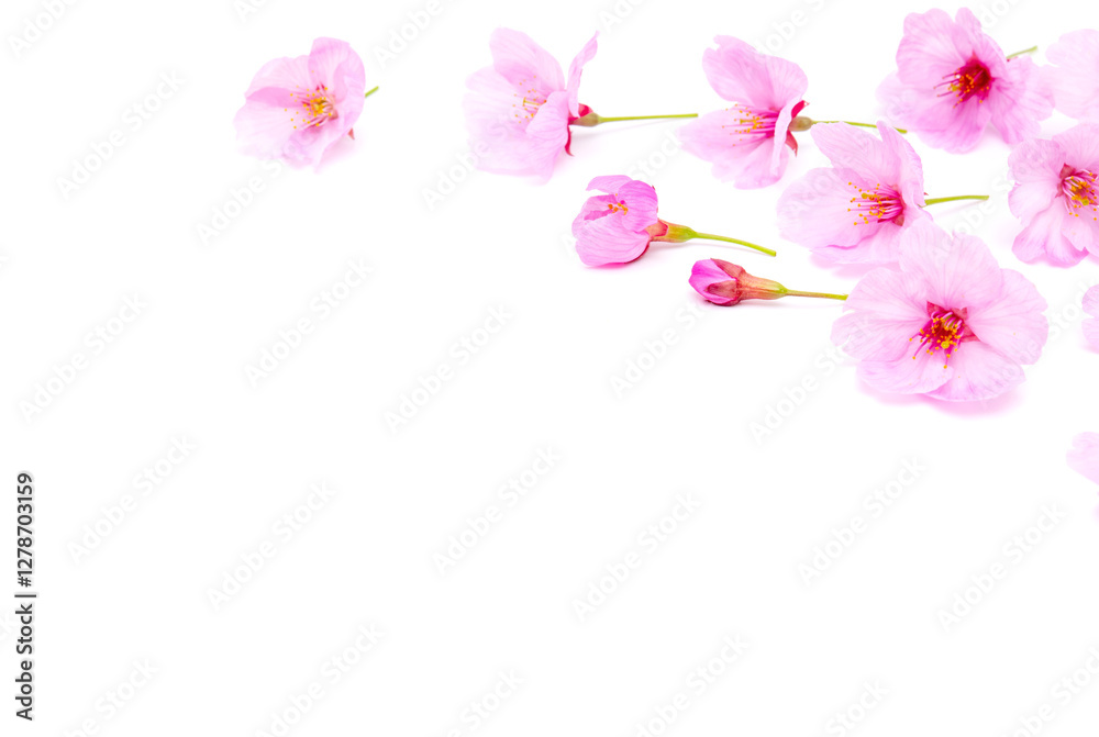 Cherry blossom isolated on white background. Sign of spring Cherry blossom isolated on white background. Sign of spring