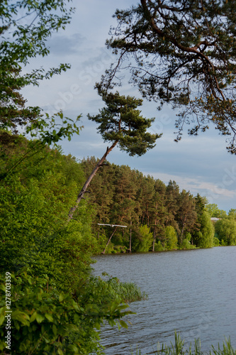 pine forest place of rest and strength near lake