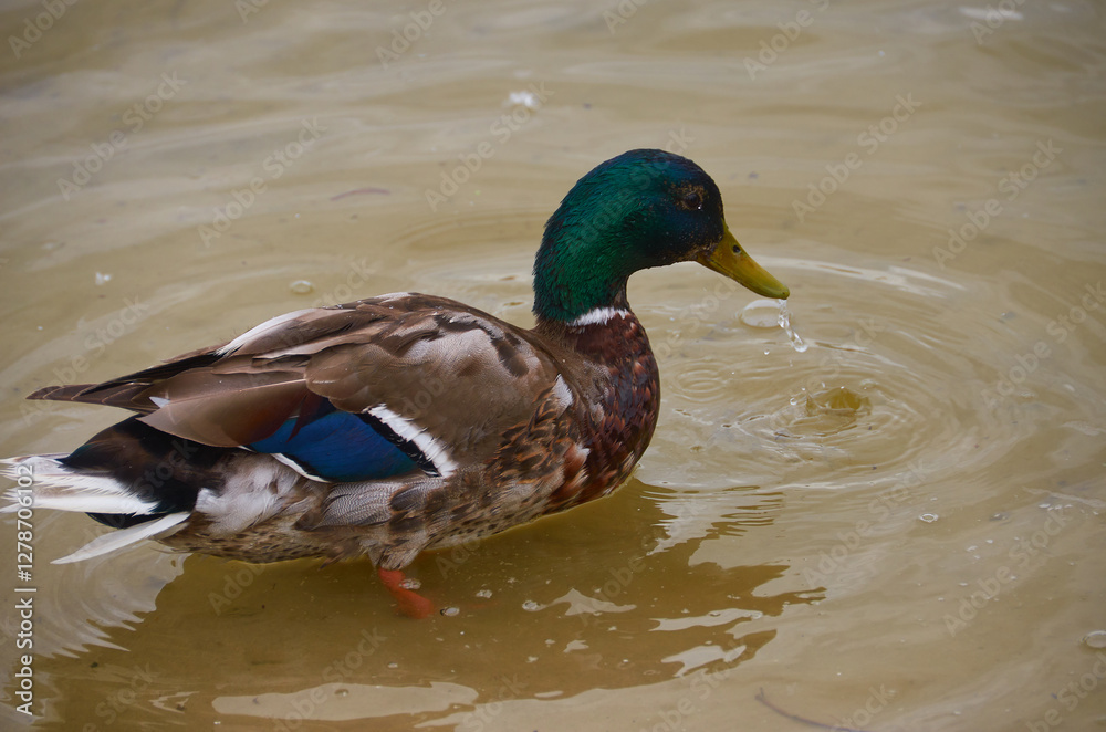 beautiful duck on the lake beautiful duck on the lake