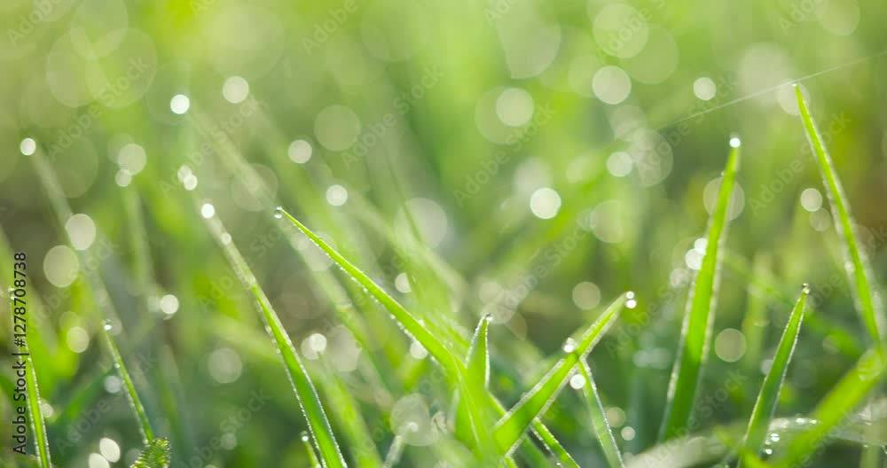 dew on grass