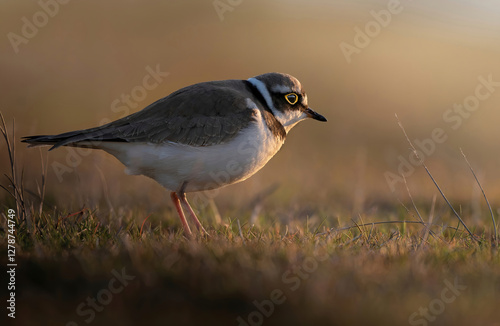 The little ringed plover 