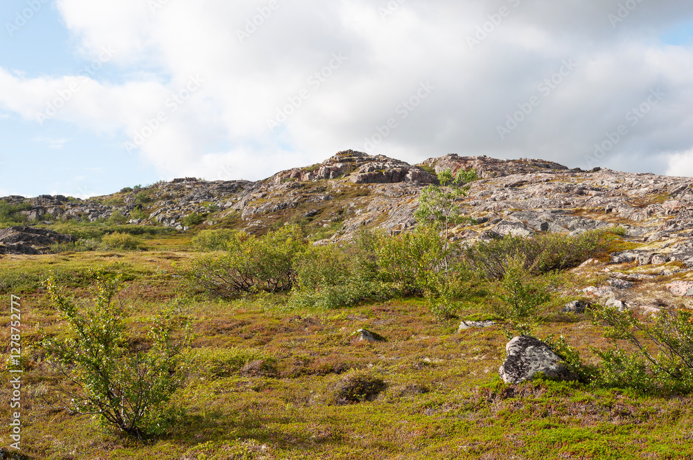 Landscape of rocky tundra covered with dwarf trees and moss, sunny day. Rybachy Peninsula, Murmansk region, Russia Landscape of rocky tundra covered with dwarf trees and moss, sunny day. Rybachy Peninsula, Murmansk region, Russia