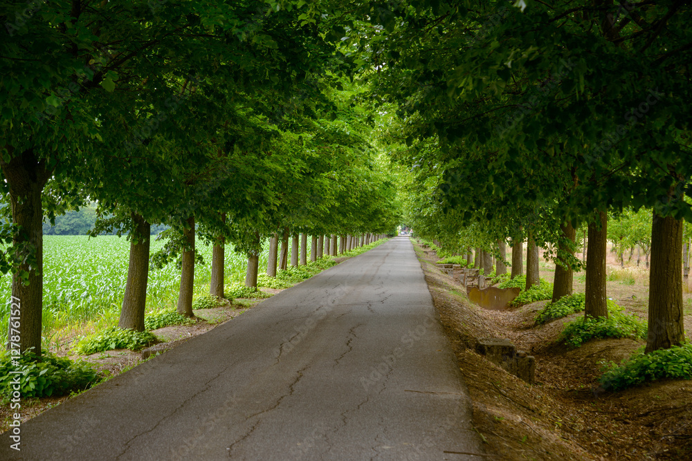Road and trees near Alessandria Road and trees near Alessandria