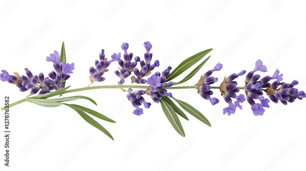 Obraz premium Lavender flowers and leaves isolated on a transparent background PNG