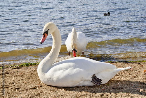 Fototapeta Naklejka Na Ścianę i Meble -  白鳥