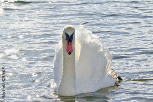 Fototapeta Naklejka Na Ścianę i Meble -  白鳥
