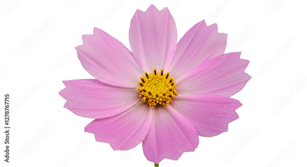 Obraz premium Cosmos flower