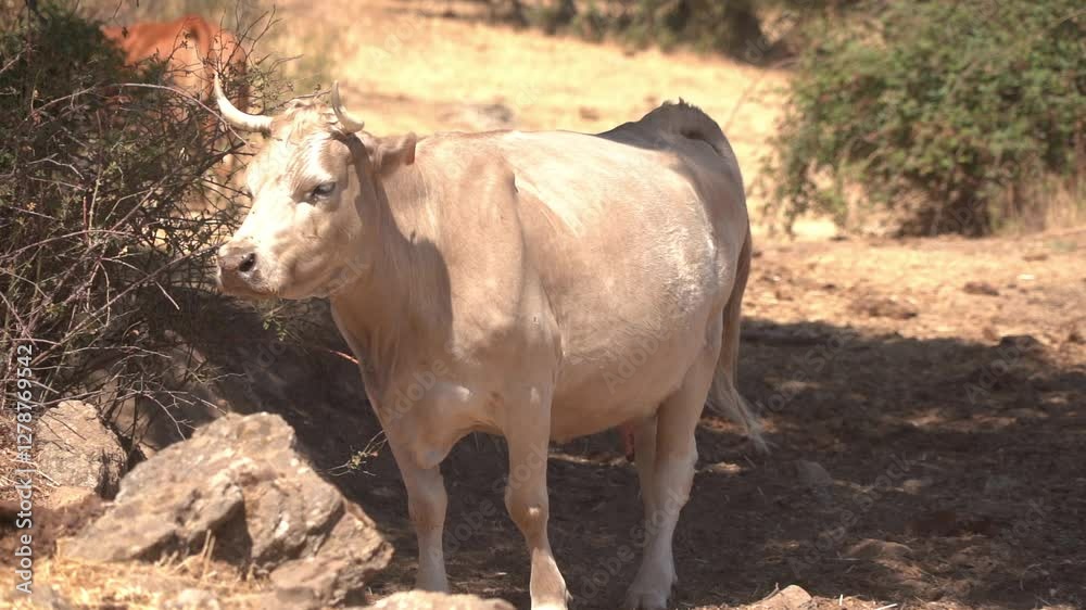 A cow walks under the bright Spanish sun, in slow motion - 269
A cow walks under the bright Spanish sun, in slow motion - 269