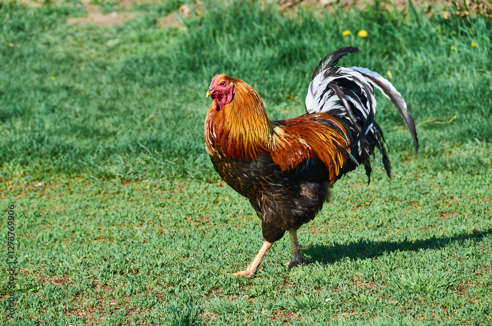 Fototapeta premium rooster walking on the grass
