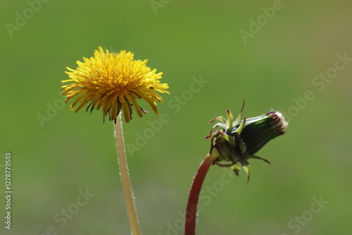 close up of dandelion (Taraxacum officinale) flower and bud photo