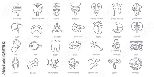 Human internal organs line icons set. Stomach, spine, joint, heart, embryo, bile, lung, dermis, heart, bone, vessels, liver, brain, eye, ear, thyroid gland, kidneys vector illustration