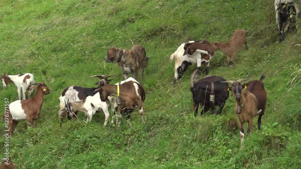 A shepherd dog, a Spanish mastiff, blends into the herd of goats he is herding - 285
A shepherd dog, a Spanish mastiff, blends into the herd of goats he is herding - 285