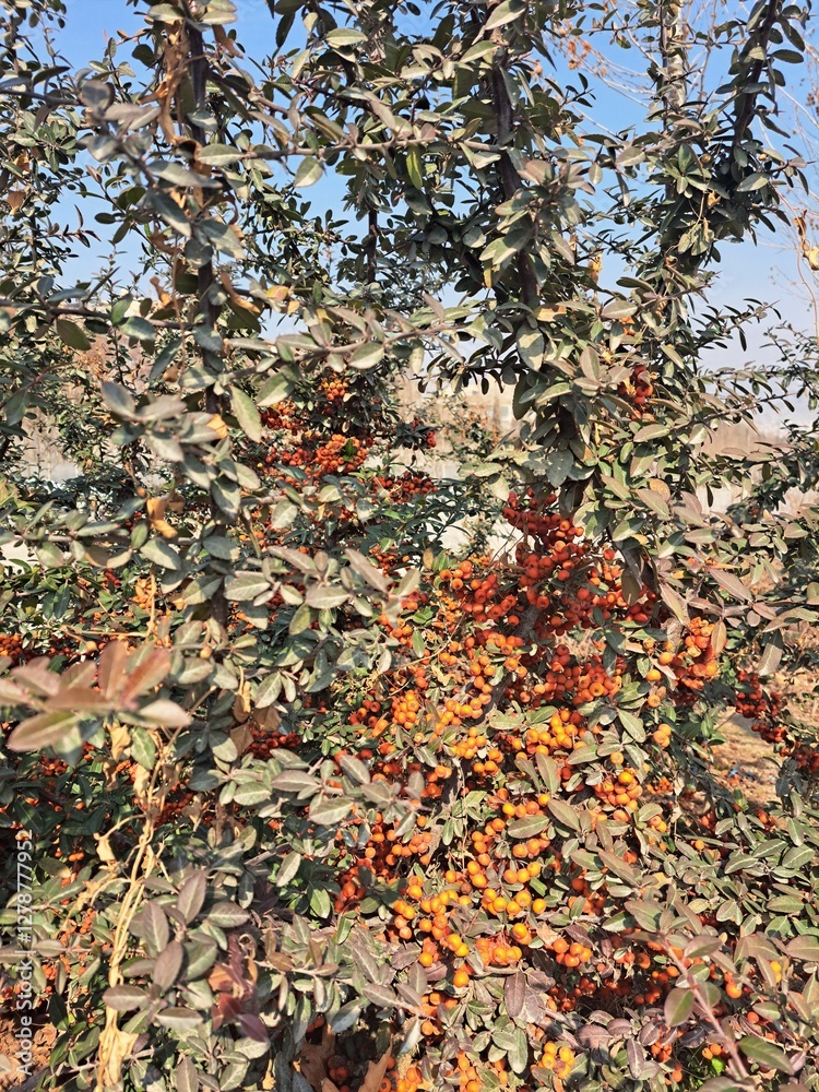 berries with autumn leaves in the background berries with autumn leaves in the background
