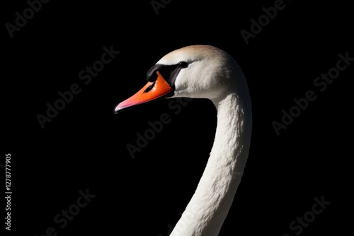 Obraz na płótnie Elegant swan profile against dark backdrop, highlighting gracefu w salonie