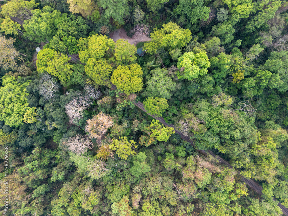 Naklejka premium Lawachara National Park, Sreemangal, Sylhet, Bangladesh