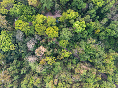 Lawachara National Park, Sreemangal, Sylhet, Bangladesh