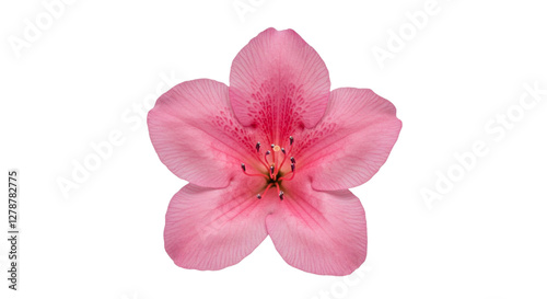 Delicate Pink Flower Blossom Spring Bloom Nature Beauty Floral Petal
