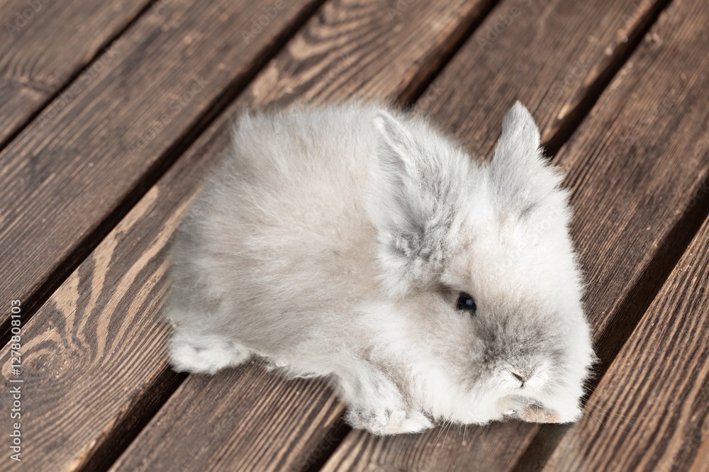 Obraz premium Cute Little baby rabbit on wooden floor