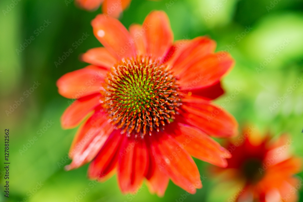 Red Echinacea flower close up. Selective focus. Space for text. Red Echinacea flower close up. Selective focus. Space for text.