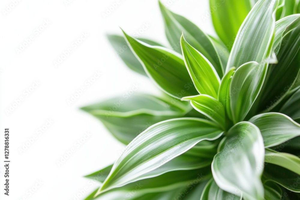 Obraz premium Bright and vibrant Dracaena plant in trendy pot on clean white background showcasing modern interior decor