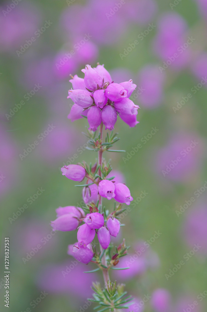 Obraz premium A close up of pink heather