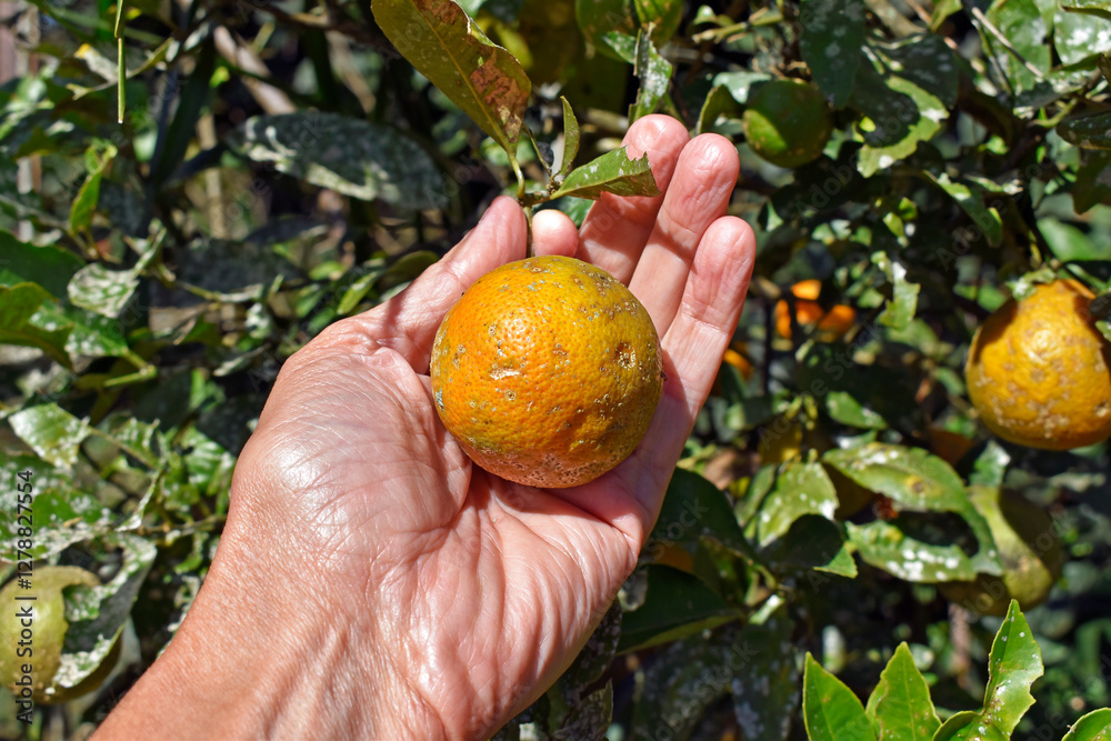 Rangpur fruit on hand (Citrus × limonia or Citrus reticulata × medica)