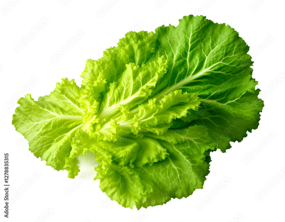 Fresh and vibrant romaine lettuce against a stark black backdrop, highlighting its crisp texture and bright green color Fresh and vibrant romaine lettuce against a stark black backdrop, highlighting its crisp texture and bright green color
