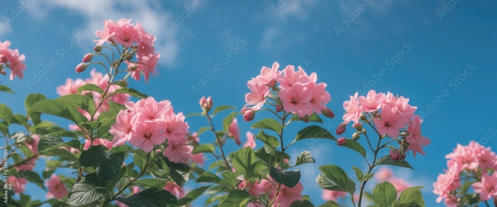 Pink flowering plants against a bright blue sky with white clouds showcasing lush green foliage in a vibrant garden setting Pink flowering plants against a bright blue sky with white clouds showcasing lush green foliage in a vibrant garden setting