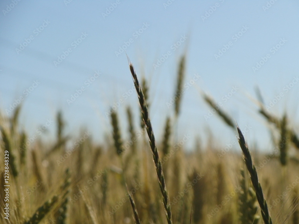 Obraz premium golden wheat field