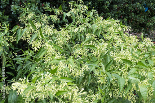 Wallpaper Mural Beautiful night-blooming jasmine (Cestrum nocturnum) flowers. Torontodigital.ca