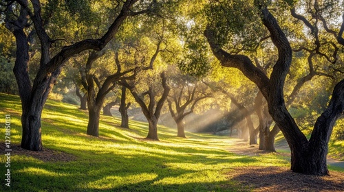 Photograph a tranquil forest at dawn, where warm sunlight filters through the trees, casting long shadows and illuminating the morning fog.