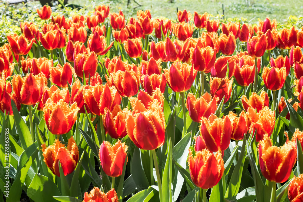 Beautiful blooming tulips in the park. Beautiful blooming tulips in the park.