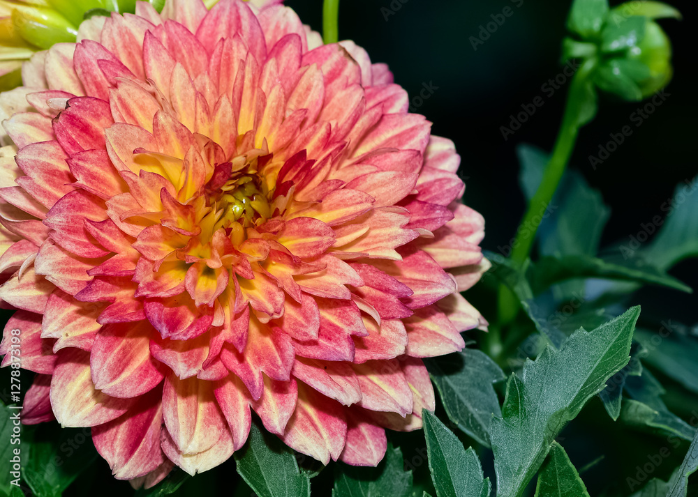 various garden flowers images. dahlia photos. various garden flowers images. dahlia photos.