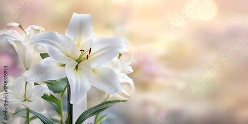  White Easter Lily Flower in Soft Sunlight with Blurred Background