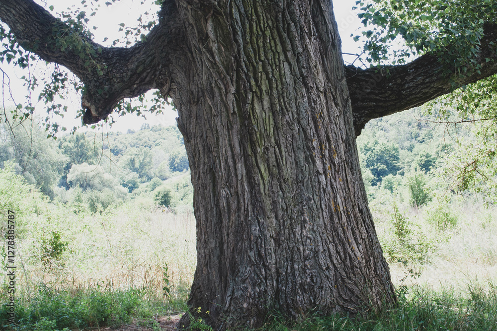 Obraz premium old oak tree