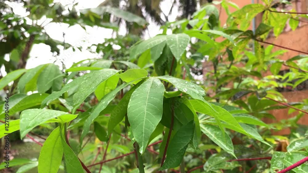 Rain on cassava leaves. Cassava green leaf with rain drops. Rain on cassava leaves. Cassava green leaf with rain drops.