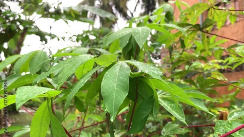 Wallpaper Mural Rain on cassava leaves. Cassava green leaf with rain drops. Torontodigital.ca